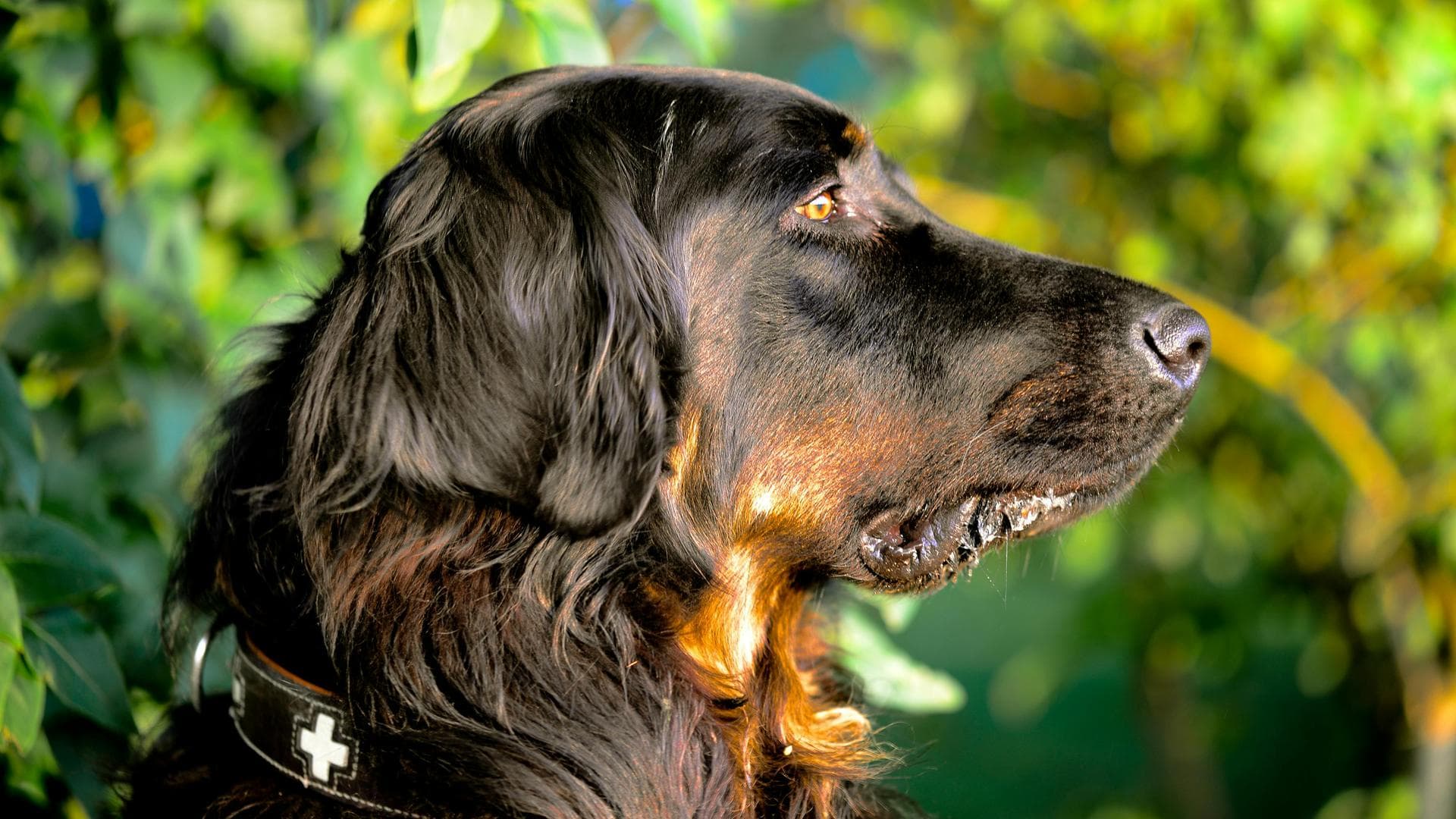 Specialist Vets in Mobile
